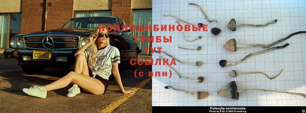 индика Аркадак